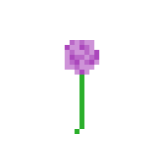 allium